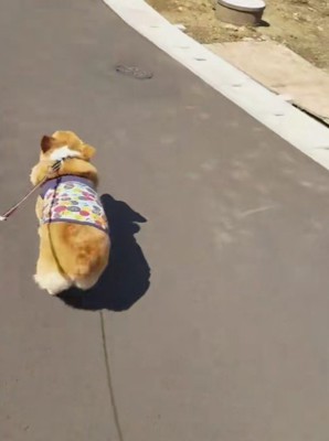 お散歩中に猛ダッシュ