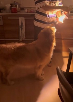 懐中電灯を見つめる犬