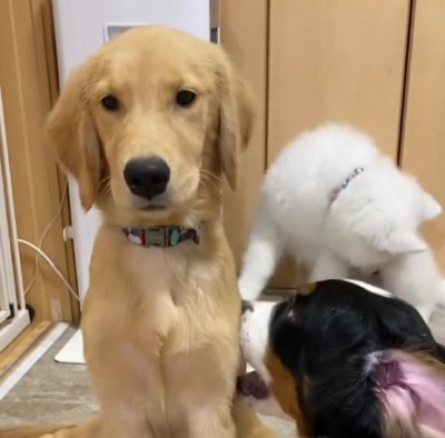 無表情で正面を見ている大型犬