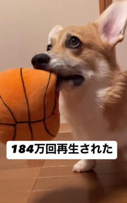 ピノッチちゃんのお気に入り