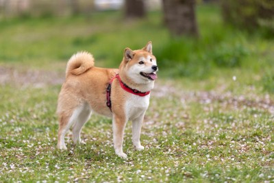 柴犬、赤いハーネス