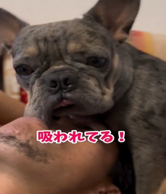 あごを吸われる犬3