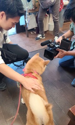 テレビの取材に応じる柴犬