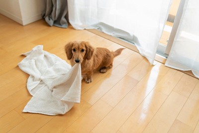 タオルを咥えたダックスフンド