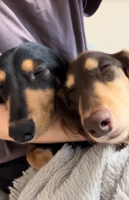 くっついて眠る小型犬たち