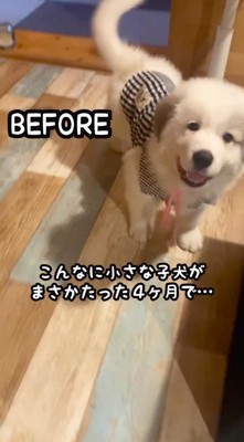 笑顔でカメラを見つめる子犬