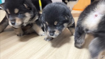 大脱走を試みる赤ちゃん犬たち8