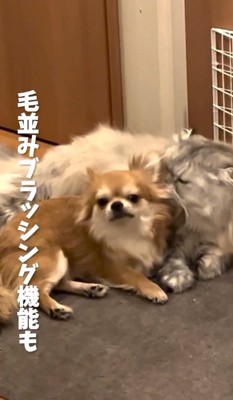 なんとしぴちゃんの方！