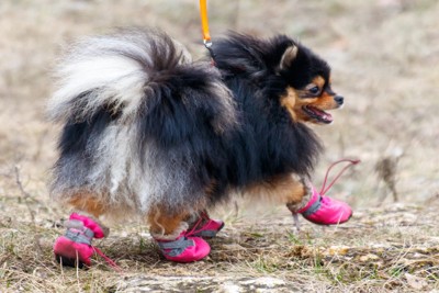 ピンクの靴、ポメラニアン