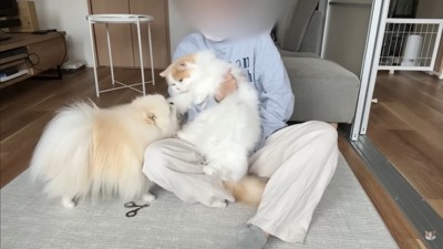 レモンさんを守ろうとするポテチくん5