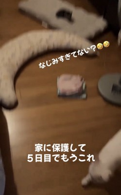 部屋でくつろぐ子猫