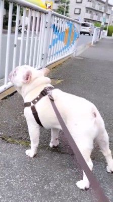 救急車が通り過ぎていったあとも遠吠えを続ける犬
