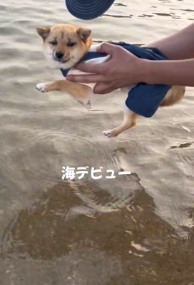 海デビューしたこむぎちゃん