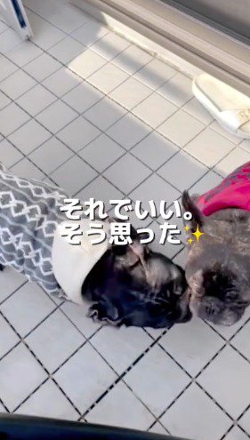 他の犬に近寄るフレンチフルドッグ