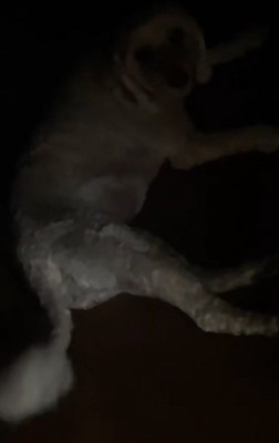 寝そべりながらしっぽを振る犬