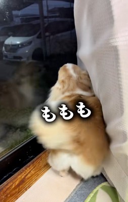 逆回転するしっぽ