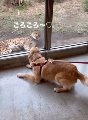 ゴロスリするチーター2