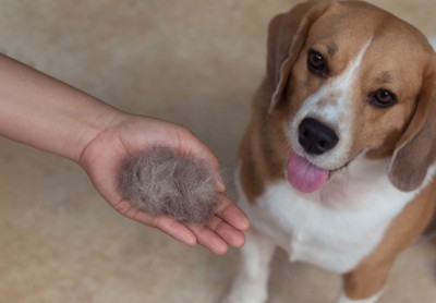 犬の抜け毛