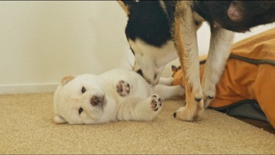 母親犬に腹を舐められる白い子犬