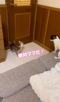 飼い主を待つ2匹の小型犬