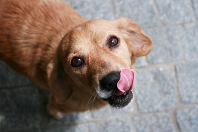 ペロっとする茶色い犬