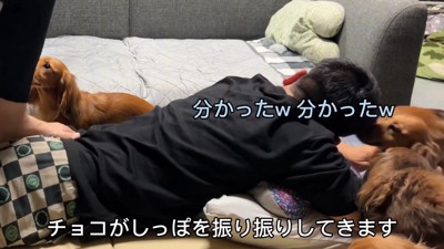 しっぽを振ってじゃれるチョコちゃん