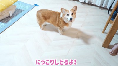 女の子のそばで笑顔を見せる犬