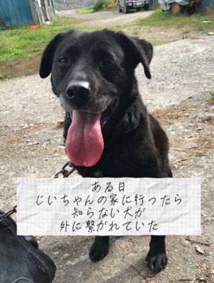 口を開けてお座りをする犬