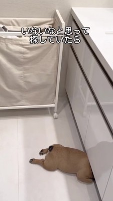 頭を洗面台の下に隠して寝る犬2