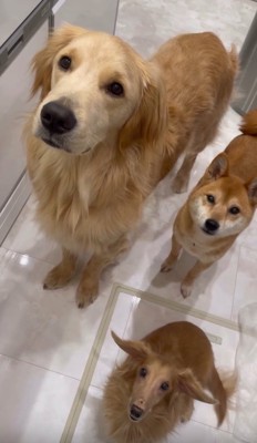 「お肉ちょうだい♪」とおねだり