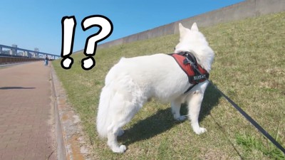 BJくんが彼女さんに気づくか検証5