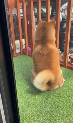 お兄ちゃんの帰省を喜ぶパンちゃん2