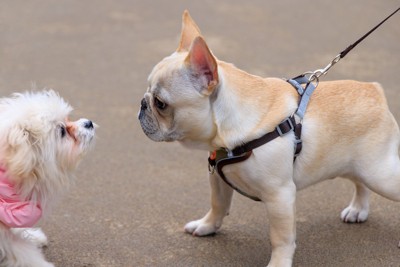 見つめ合う二匹