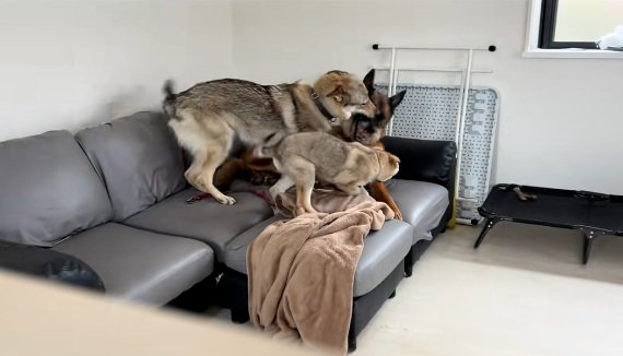 DAZくんにちょっかいをかける2匹