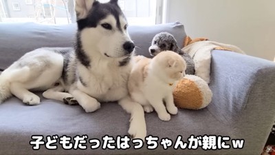 はっちゃん親になる