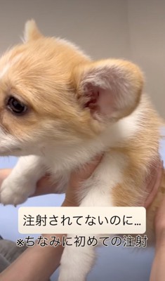 予防接種を受ける子犬