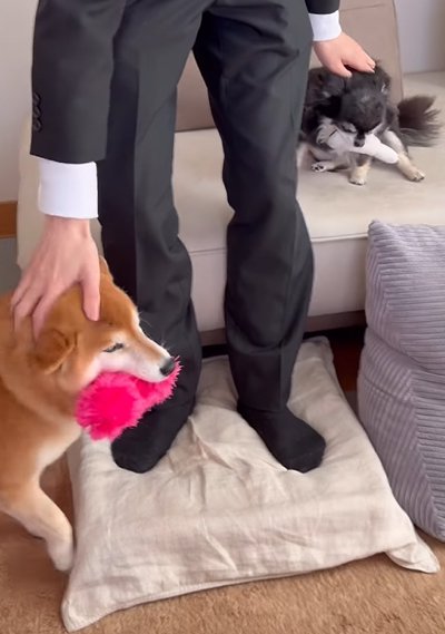 撫でてもらう犬たち