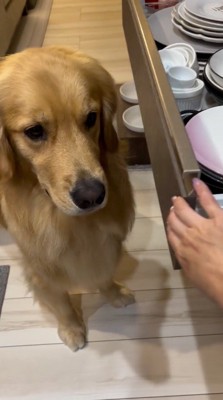 犬が開けた引き出しを閉める飼い主