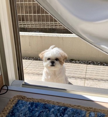 何とも言えない顔のほまれ君