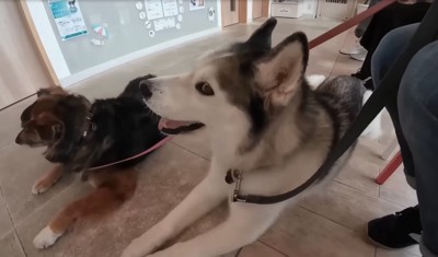笑顔を見せる犬
