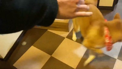 嬉しすぎて行ったり来たり