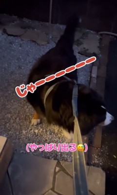 お庭に出るのを拒むバーニーちゃん9