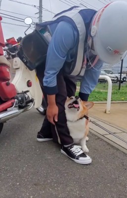 見上げる犬