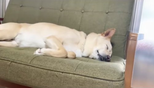 眠っている保護犬