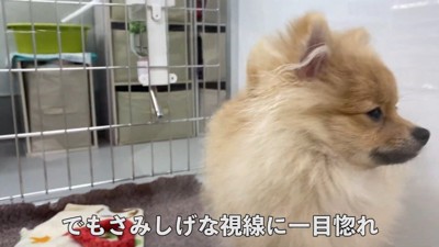 ペットショップで子犬が…