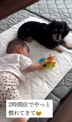 赤ちゃんとワンちゃんの初対面4