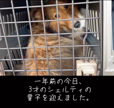 ケージに入るシェルティ