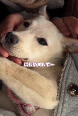 みるくちゃんとの出会い