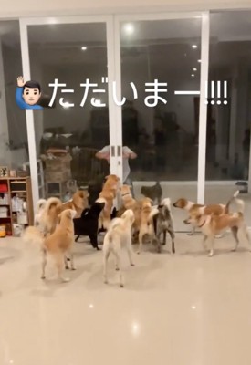 ドアの前に群がる大勢の犬たち