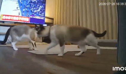 猫たちも姿を現して…
